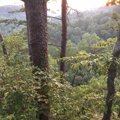 Jungle / Wilderness