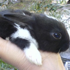 Silly Rabbit (Feat. Furt)