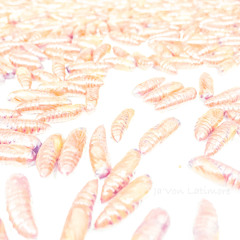 Quick Insect Question