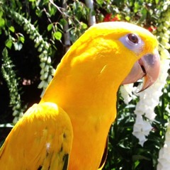 brenda