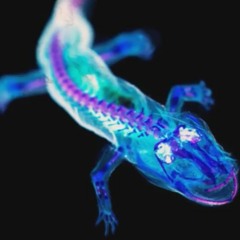 Mauro Picotto - get to iguana 2oh18 [ꜰʀᴇᴇ ᴅʟ]