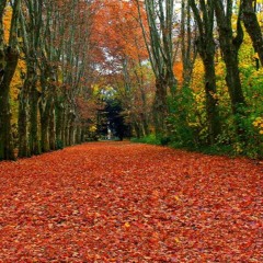 Les Couleurs De L'automne