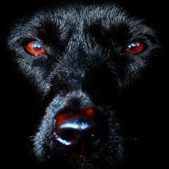 Reflex Condition - Black Dog