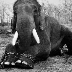 Elephant in Chains [Ganeshas revenge]