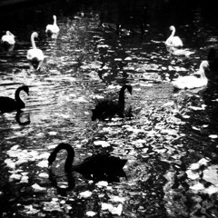 Fragments disquiet0311