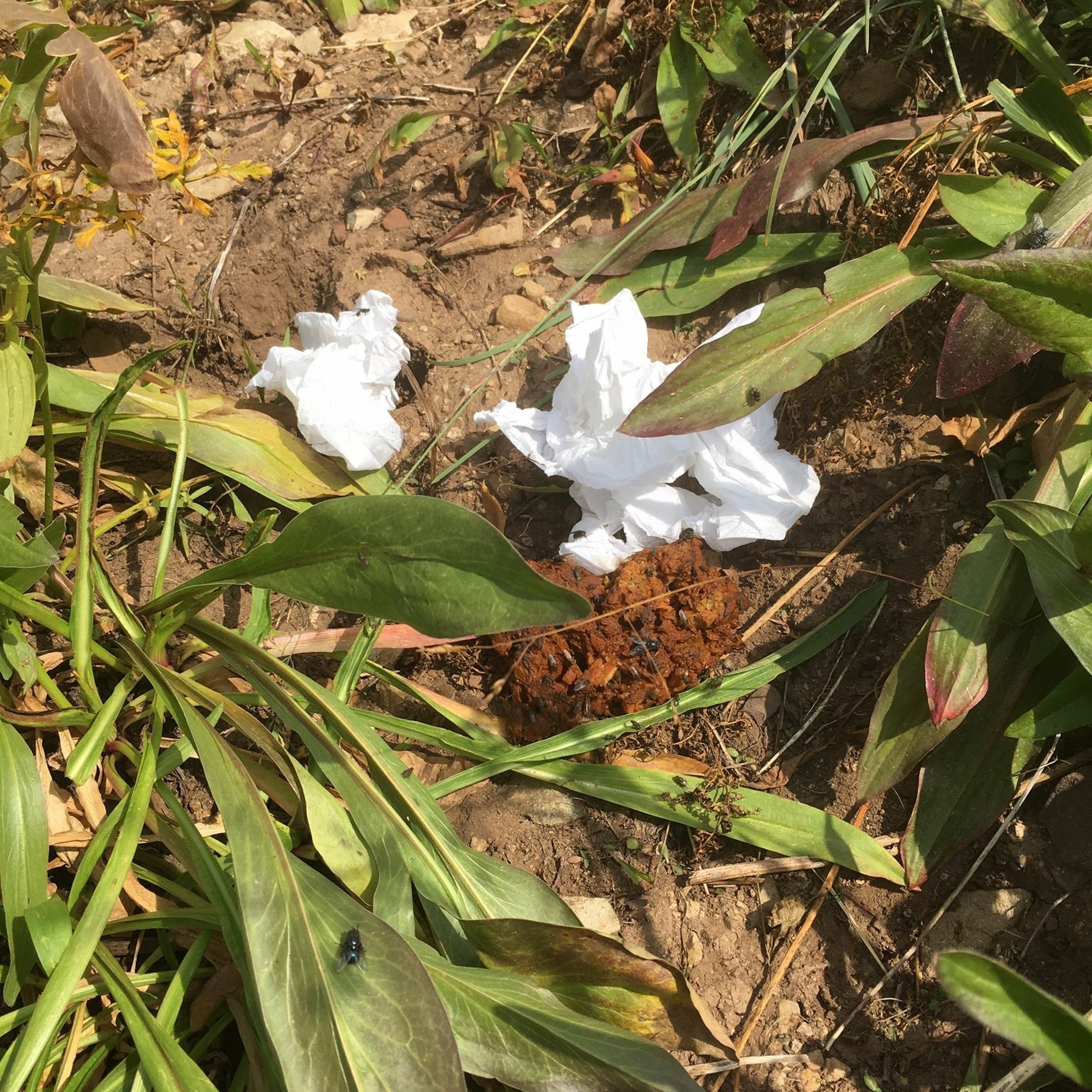 Citizen Initiative May Be Solution to East Fork Trailhead Poop Problem episode artwork