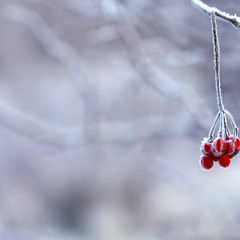 Have Yourself A Merry Little Christmas