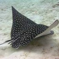 Stingray