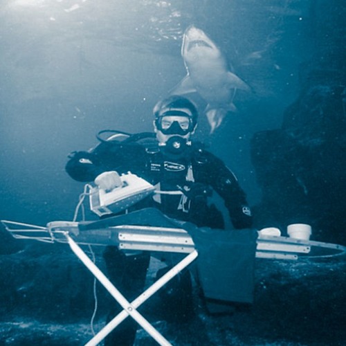 surface swimrabbit edit