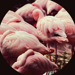▲Flamingos 2▲