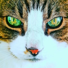 hip hop violin A new little beat I made on soundcamp