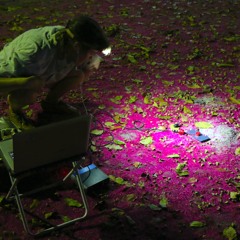 Schonberg/Labverde: Multispecies