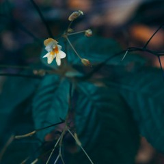 Chill - 004