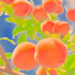 Fruit- Jay Crib + Seanny S Tone