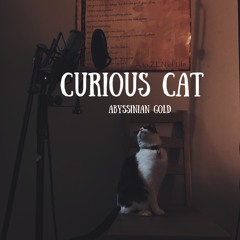 Curious Cat