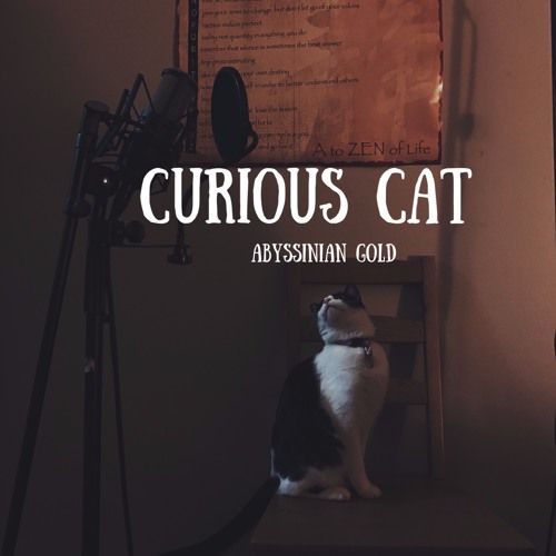 Curious Cat
