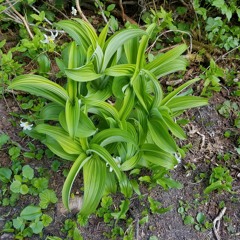 Its My Life What Ever I Wanna Do (Vennu Mallesh Cover)