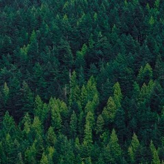 Cracks (Prod. McNiffy)