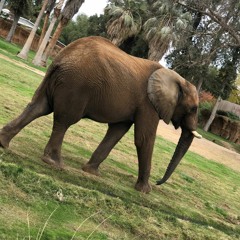 lilsip ft. lilj (Freestyle)