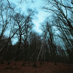 Hajimari - Stag