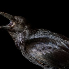 Don't Be Afraid Podcast: Episode 5: A reading - The Raven