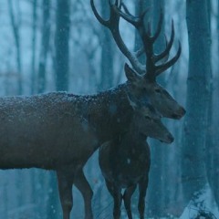 грудень #9