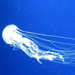 Voidfish Duet (cover)