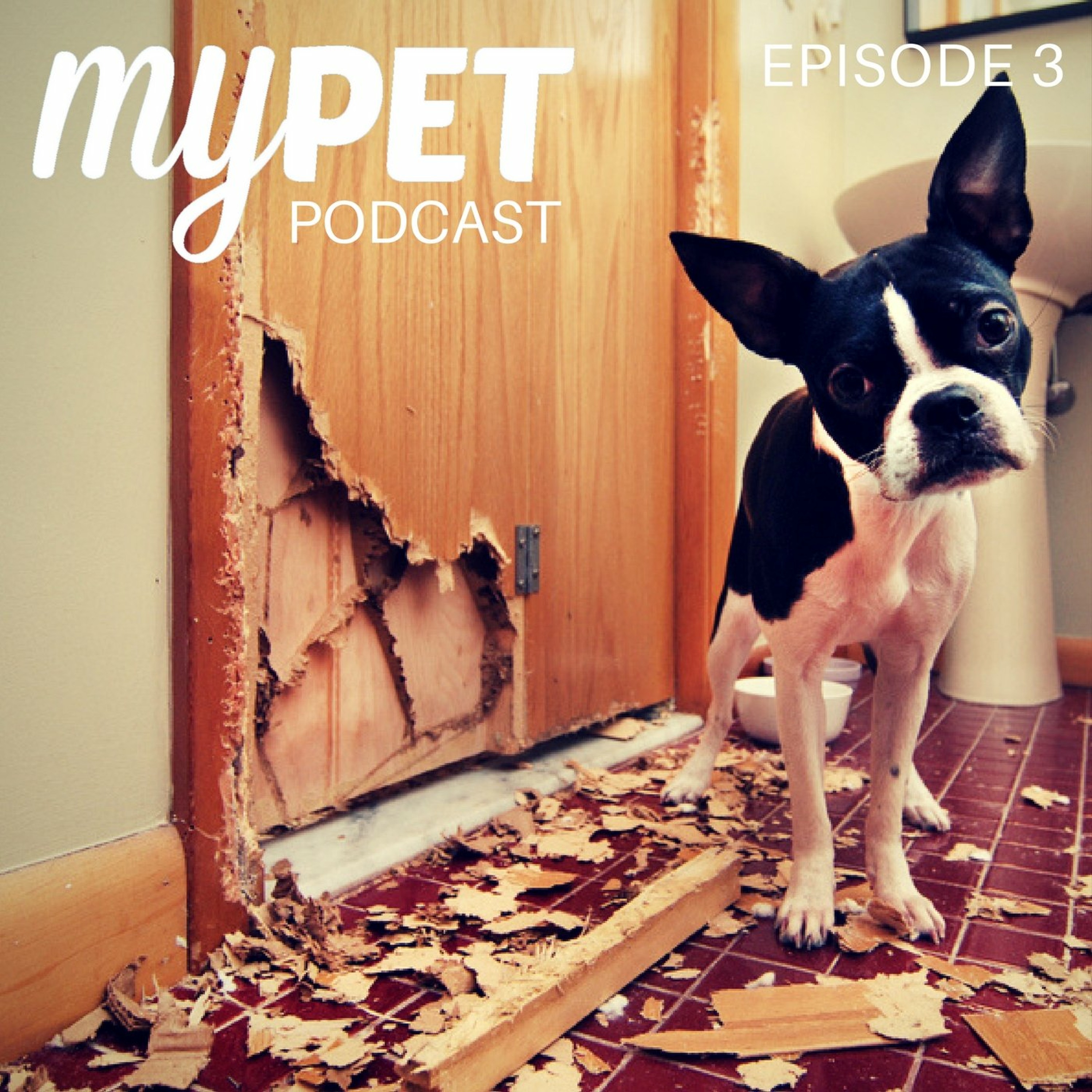 Dogs Afraid of Thunderstorms or Fireworks episode artwork