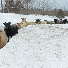 A Hood Christmas Carol