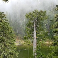 the puddle of the angels