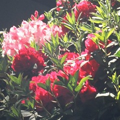 Imnotfallinginlove demo