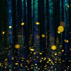 Guitar For Intentions (Recorded Live in Miami, FL)