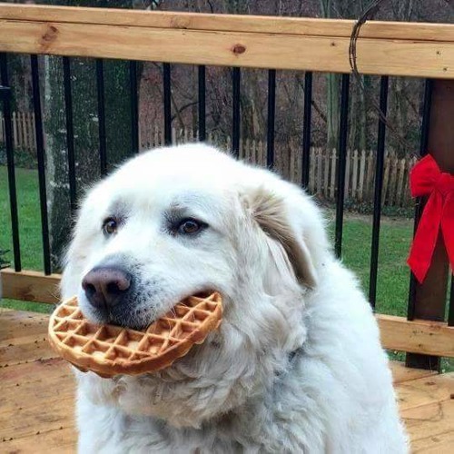 Milano x Untitld - Waffles