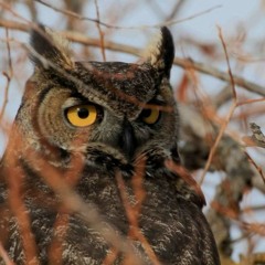 Great Horned Owls and Western Screech Owls