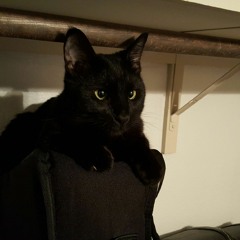 Rough Meow- Christmas Tree Jungle Gym (feat. Niles)