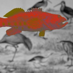 GOTGF (Dee Who & The Timezone)