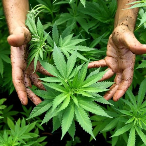 OXYMOR - Cbd - Free Download