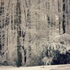 White Christmas