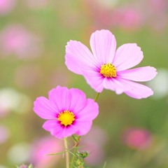 Hasi Ban Gaye | Movie: Hamari Adhoori Kahaani