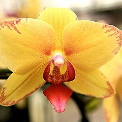 Phalaenopsis estão com as folhas murchas