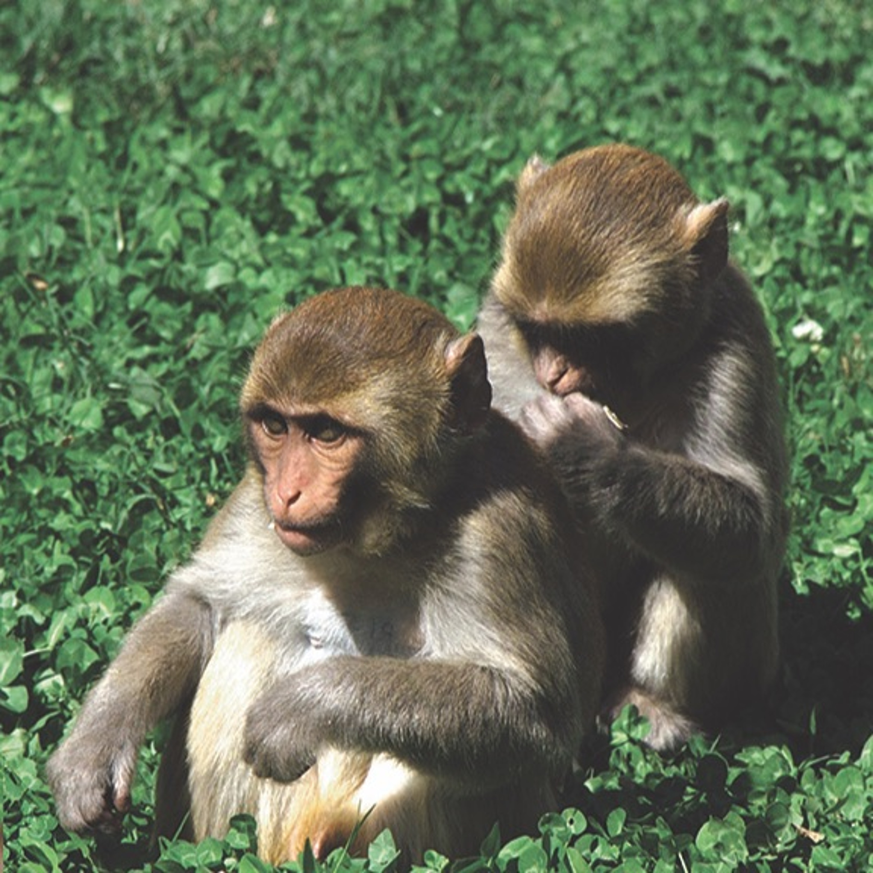 Studying Prozac in Monkeys episode artwork