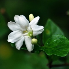 Agasthyahridyam_അഗസ്ത്യഹൃദയം