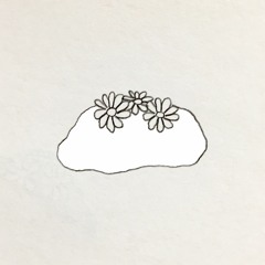daisies on a rock