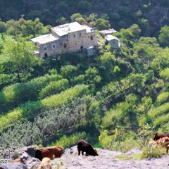 ايوب طارش ,زفة ,ام العروسة