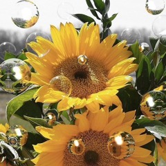Bubbles & Sunflowers (original)