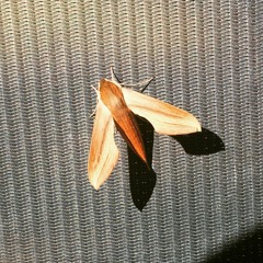 Alouette (Prom Song)