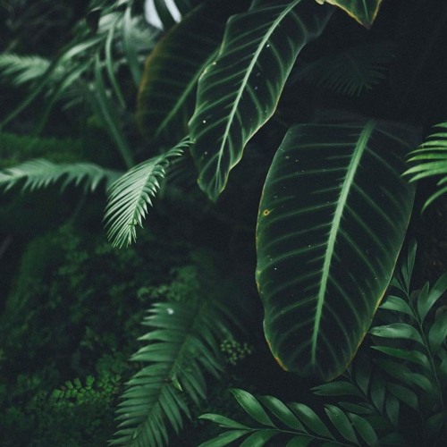 Dancehall Beat I French Montana Type Beat I Jungle Beat