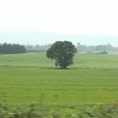 My Sweet Orange Tree