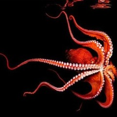 OCTOPUS (no master)