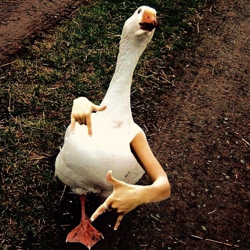 The Ducking Catalina Wine Mixer